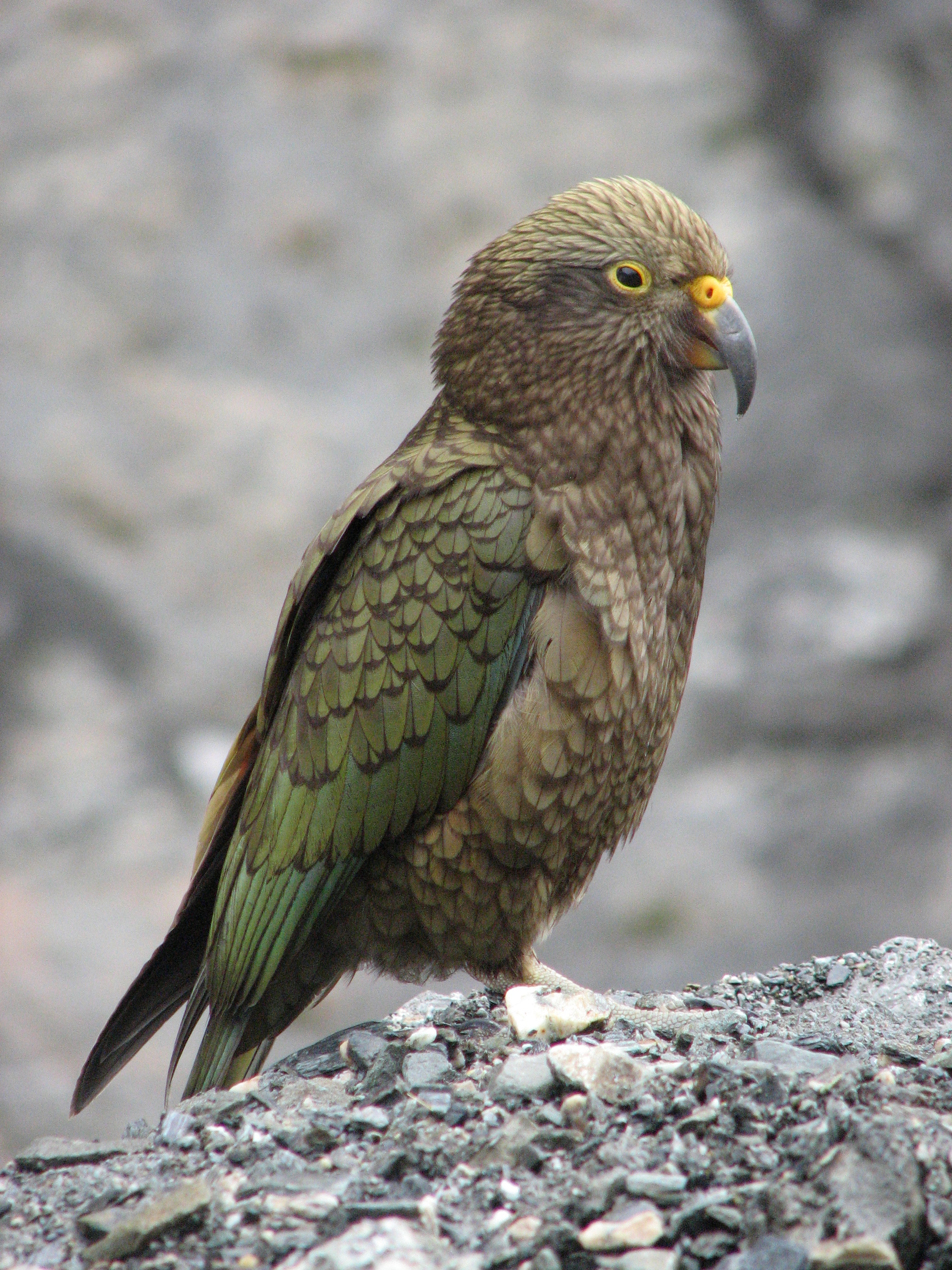  kea